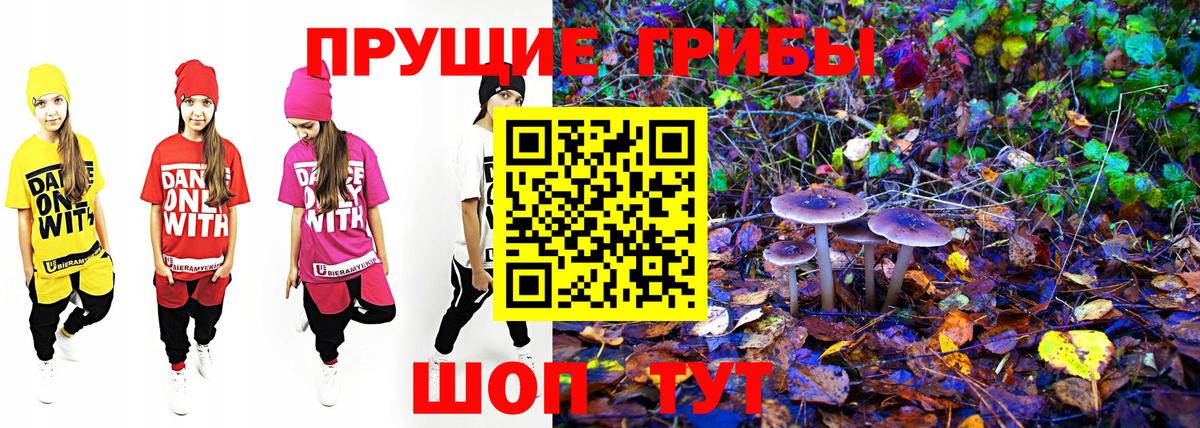 Галлюциногенные грибы Psilocybine cubensis Муром